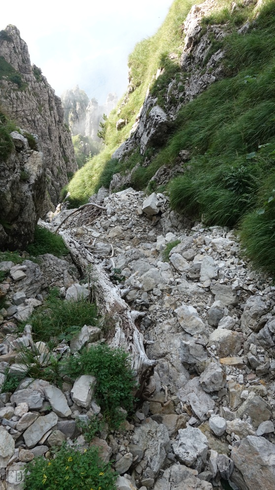 Il Pino