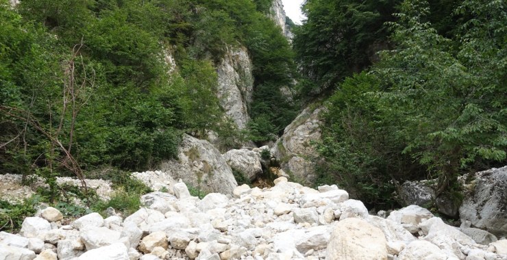 Boale Rosso