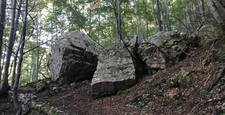 Sentiero nel bosco