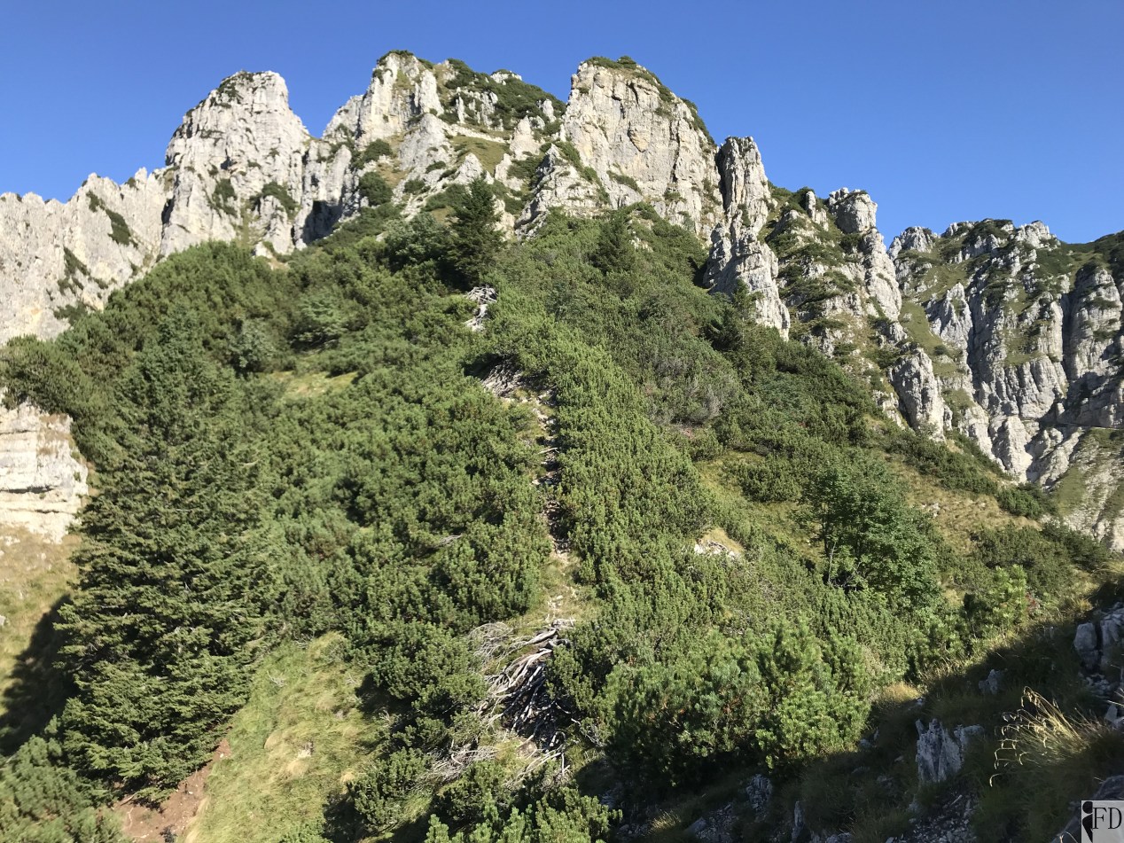 Sentiero tra i mughi