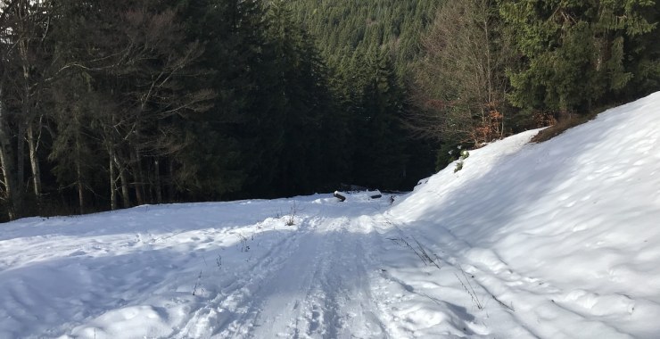 Pista nel bosco