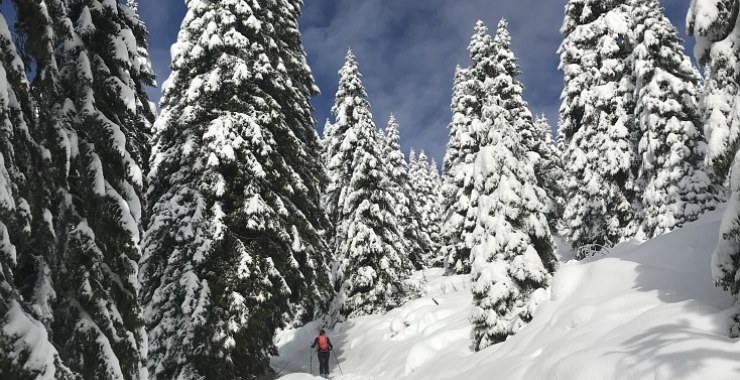 Bosco innevato