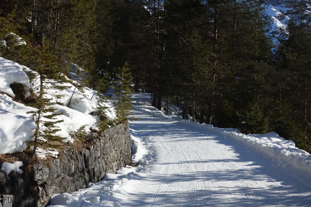 Strada forestale