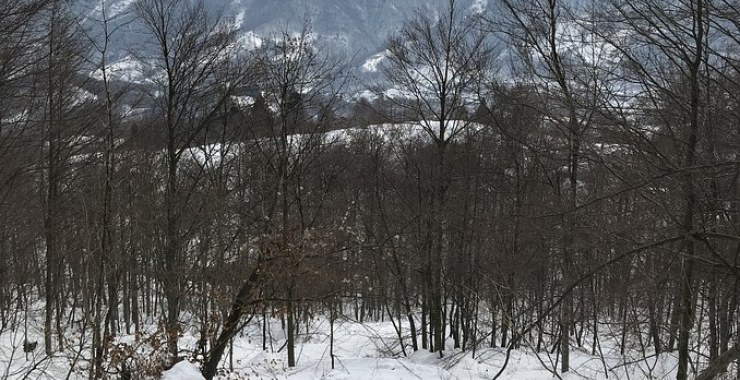 Boschi sopra il rifugio