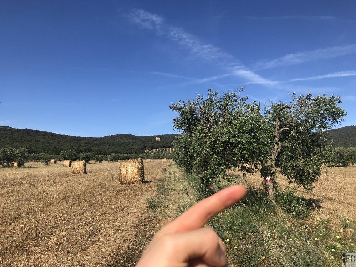 Campo di ulivi