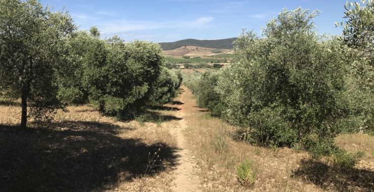 Campo di ulivi