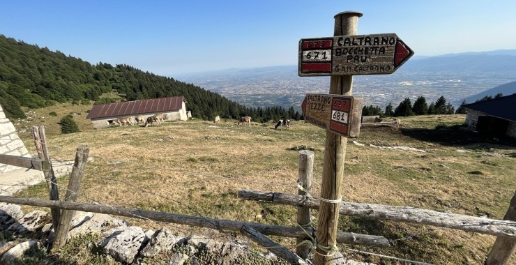 Cartelli